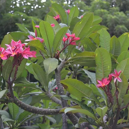 公寓 Fabuloso Penthouse Palmas 大加那利岛拉斯帕尔马斯